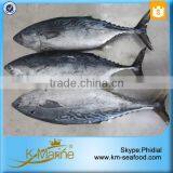 Seafood Frozen Fish Bonito WR With Prices thumbnail-5