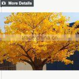 Made in China Wholesale Artificial Tree and Wedding Wishing Tree thumbnail-3