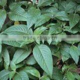 Justicia Adhatoda thumbnail-2