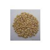 Sell Pine Nut Kernel thumbnail-1