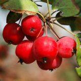 Машина для сушки стеблей яблони-кренили thumbnail-5