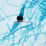 Protista Slides , Algae Slides ,fungi Slides thumbnail-2