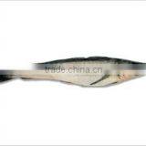WR Frozen Argentine Hake thumbnail-1
