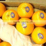 Kino Kinnow Mandarin Tangerine Orange Citrus Fruit From Pakistan thumbnail-4