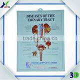 Human Body Anatomy 3d Wall Poster/embossed Cubic Medical Poster thumbnail-4