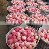 Chinese Fuji Fresh Red Apple thumbnail-3