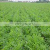 Shouguang Bilong Vegetable Fruit Co., Ltd. company overview - view 2 thumbnail