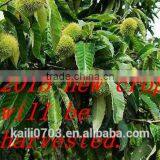 Rich Vitamin Chinese Chestnut thumbnail-5
