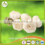 Fresh Garlic Natural thumbnail-4