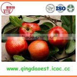 hot sale cheap red gala apple from china