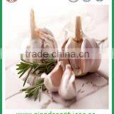 Fresh China Jinxiang New Crop Normal White Garlic thumbnail-5