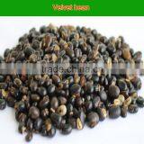 L-dopa 98% From Thailand Mucuna Pruriens Seeds thumbnail-1