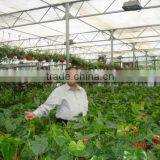 Garden Greenhouse thumbnail-3