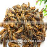 Pet Bird Food Vacuum Dried Crickets thumbnail-3