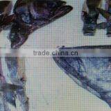 Greenland Halibut Head thumbnail-1