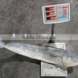 Frozen Mahi Mahi WR thumbnail-1