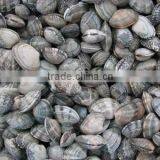 Choice Quality Frozen Vacuum Packed Cooked Short Necked Clam thumbnail-6