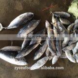Large Stock Frozen Bonito More Than 500g/0.5kg thumbnail-1