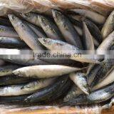 Chinese Frozen Seafood Frozen Fish thumbnail-4