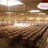 Yunnan Focus Flower Planting Co., Ltd. company overview - view 2 thumbnail