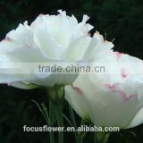 Serious White Eustoma Flowers For Ceremonies