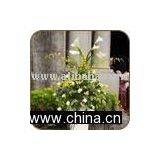 Ceremony Flowers thumbnail-1