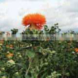 Pure Safflower Oil Wholesale thumbnail-2