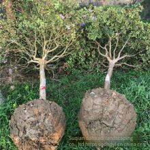 Price List of Crape Myrtle Trees in 2020 thumbnail-2