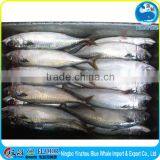 China Made Ningbo Zhoushan Fujian Frozen Pacific Mackerel