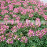 Spiny Spiderflower ,Cleome.,flower Seed,herb Seed,vegetalbe Seed,fruit Seed,grass Seed thumbnail-6