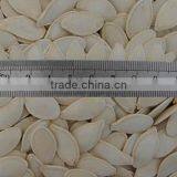 Skin Pumpkin Seeds, Shell 9mm Pumpkin Seeds, Sunshine Pumpkin Seeds thumbnail-1
