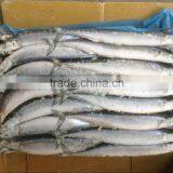 2016 New Coming WR Frozen Pacific Saury #0 for market