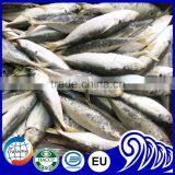 High Quality Round Scad Fish for Buyer thumbnail-2