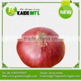 Hot New Products For 2016 Export Fresh Chinese Onion