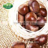 Hot Sale Top Quality Chinese Fresh Chestnuts, Sweet and Easy Peeling thumbnail-2