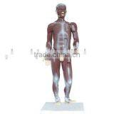 85cm Tall Muscle Body Model thumbnail-1