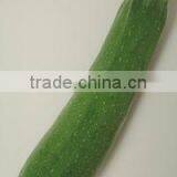 Linong seeds dark green gourd for planting