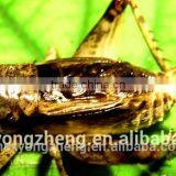 Wholesale Dried Crickets For Pet Birds Food thumbnail-1