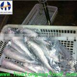 Frozen Mullet Price in China on Sale Atlantic Whole thumbnail-1