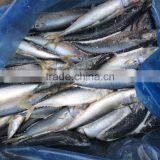 Block Frozen Pacific Mackerel thumbnail-2