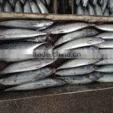 Frozen Bonito Tuna Whole Frozen New Fish thumbnail-2