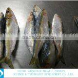for Market Fresh Fish Frozen Sardine 120-150g thumbnail-3