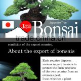 High-grade and a heart feels relaxed garden product japanese BONSAI for Freedom , big tree