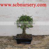 Zelkova Bonsai Ball 15cm thumbnail-1