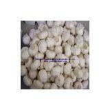 Pure Chinese White & Normal Garlic thumbnail-1