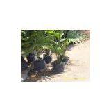 pe Planting Seedling Bag thumbnail-3