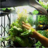 Fluorescent Grow Lights and Plant Grow Lights thumbnail-2