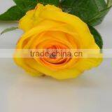 Fashionable Yellow Crown Real Touch Rose Yellow Roses thumbnail-1