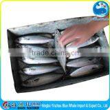 Exporting Mackerel With Competitive Price Export Factory