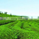 2016 latest technology ISO certificated VSEE Manufactured CCD optical large capacity green tea sorter machine
